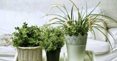 6 Plantes à Faire Pousser Dans Votre Chambre Pour Améliorer Votre Santé.