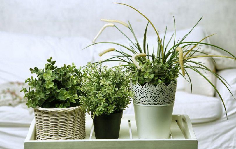 6 Plantes à Faire Pousser Dans Votre Chambre Pour Améliorer Votre Santé.