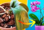 Comment sauver une orchidée mourante ? Elle peut être ramenée à la vie en 5 minutes