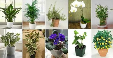 Voici 11 plantes qui attirent le bonheur l'énergie positive et la prospérité dans votre maison