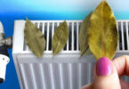 Pourquoi faut-il toujours mettre des feuilles de laurier sur votre radiateur ? L’astuce pour faire de belles économies cet hiver